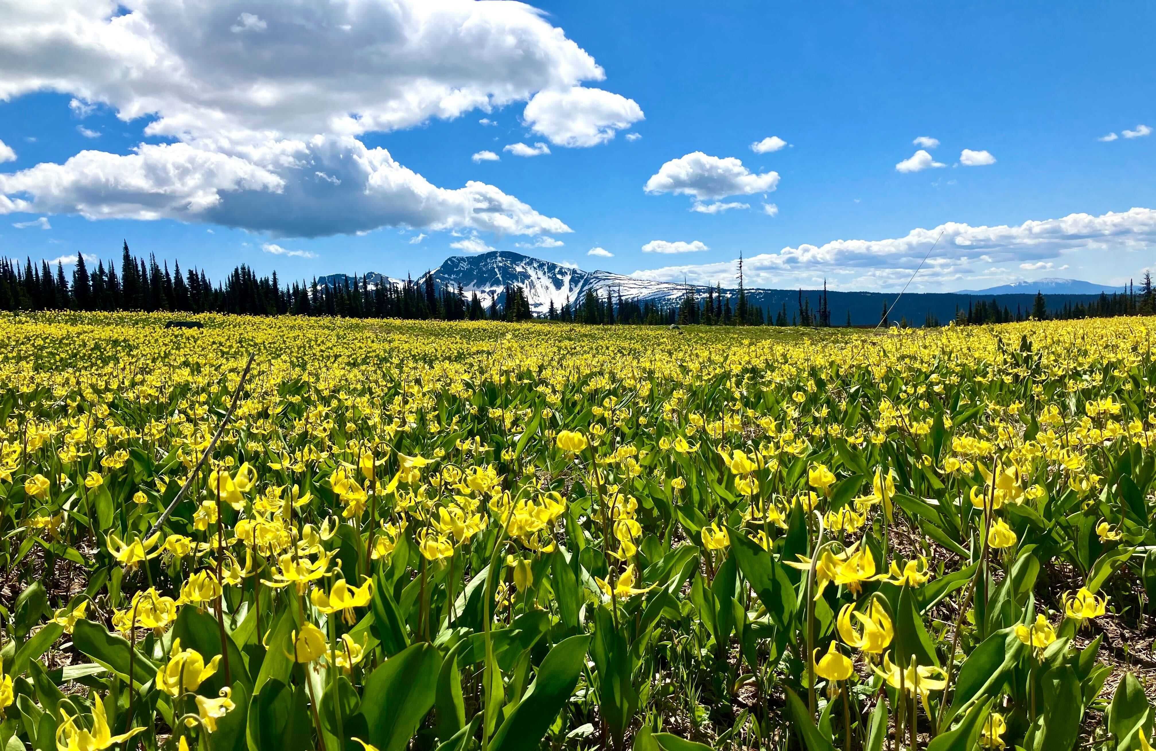 The meadows of Trophy Mountain