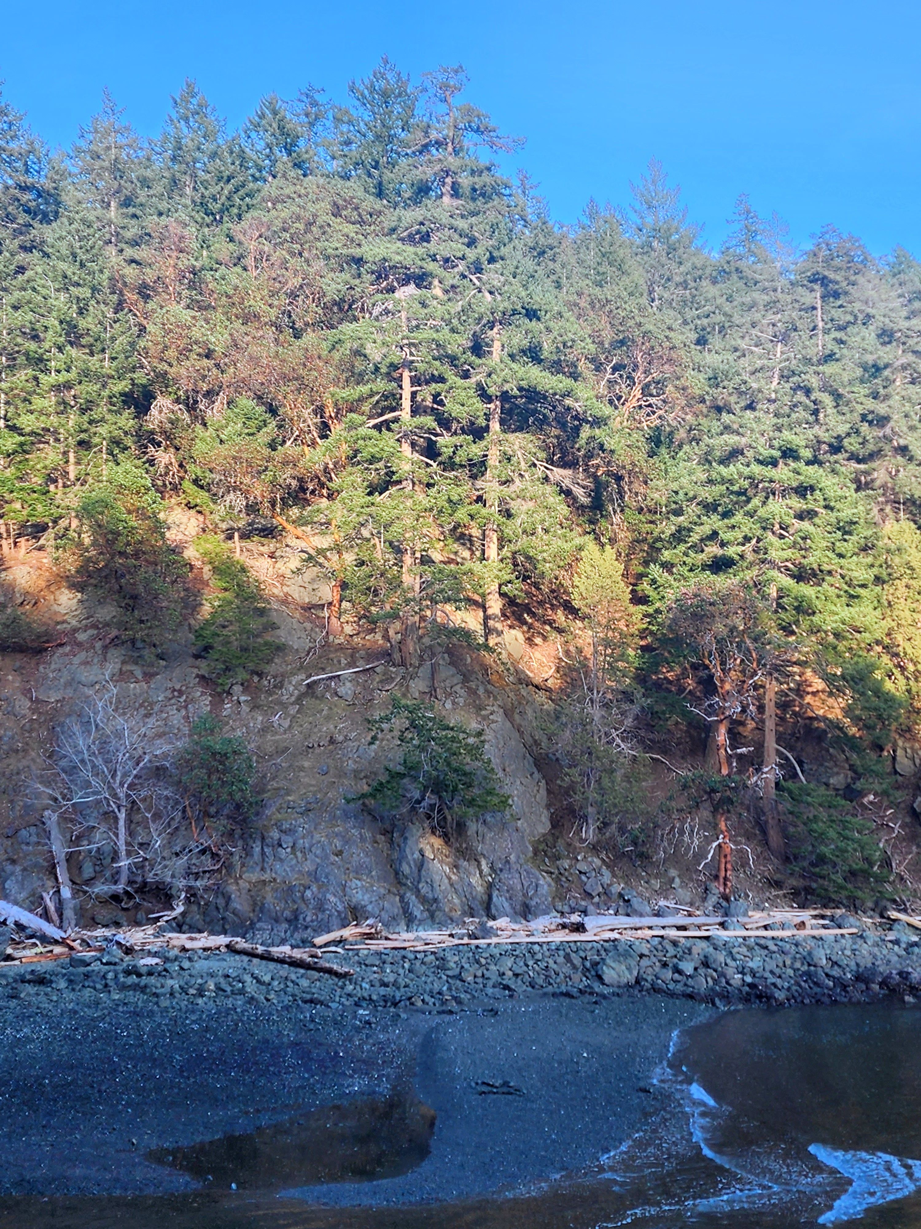 Trees on a cliff face above an inlet