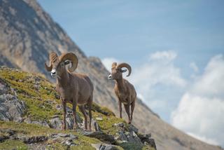 Two mountain goats stand atop a high cliff