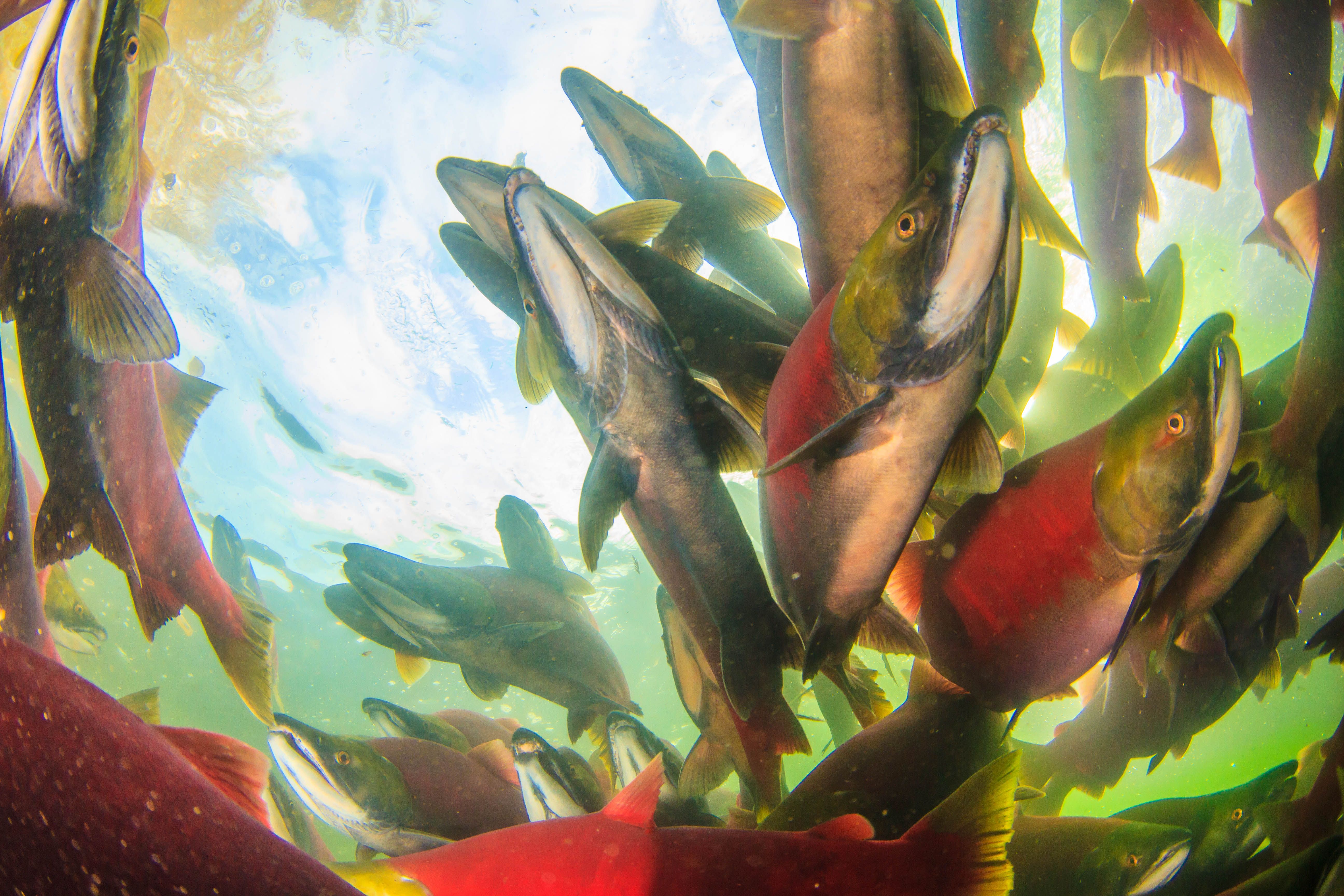 A school of salmon swim closely through water