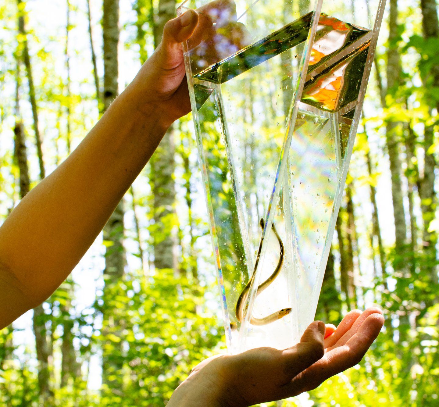 The Morrison Creek Lamprey.