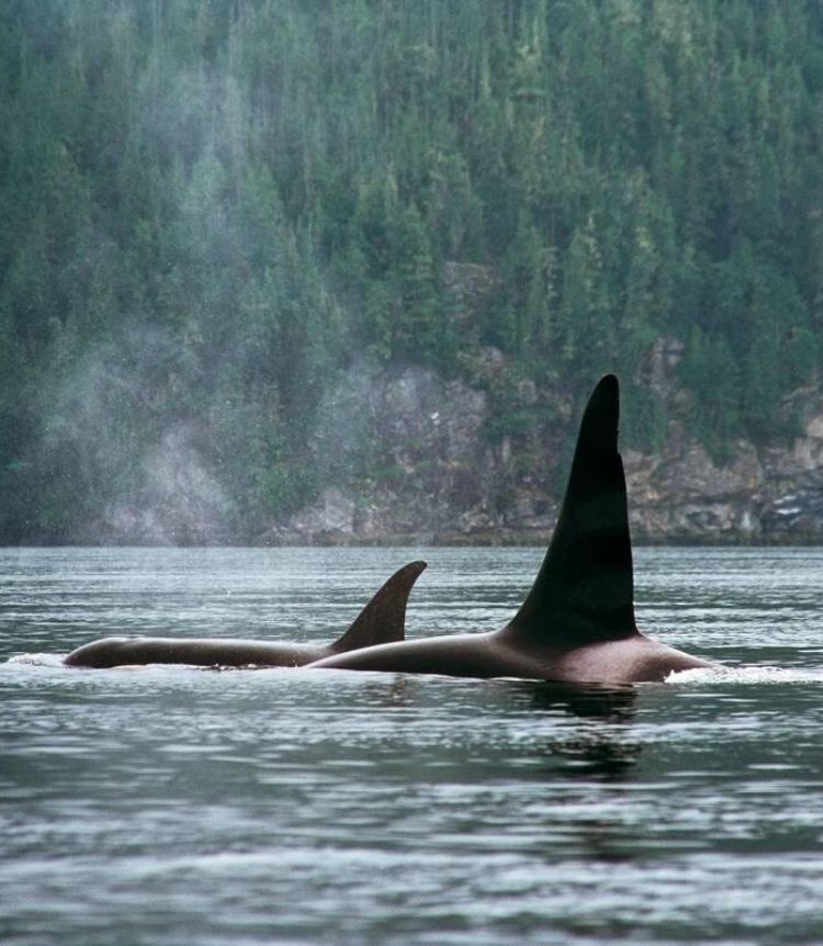 Two orca fins appear from below the water