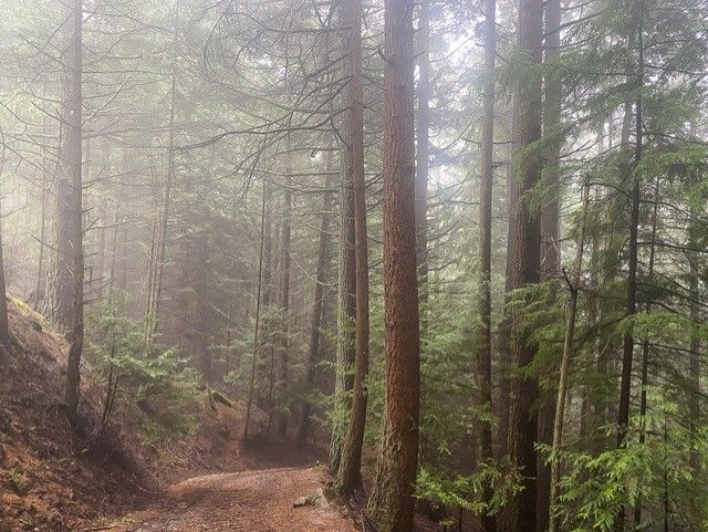Misty morning on Saturna Island.