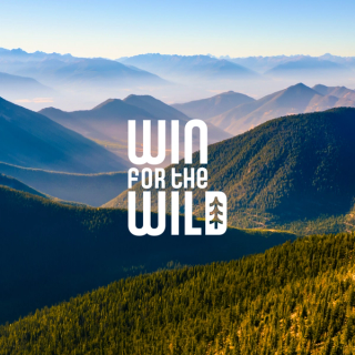 Win for the Wild
