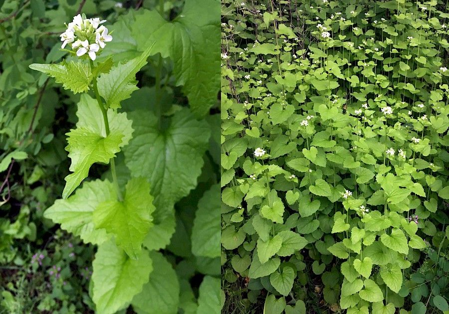 Garlic mustard growing in Kalamalka Lake Provincial Park by Brian Starzomski
