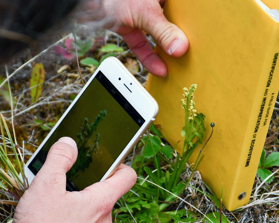 Person taking photo of plant