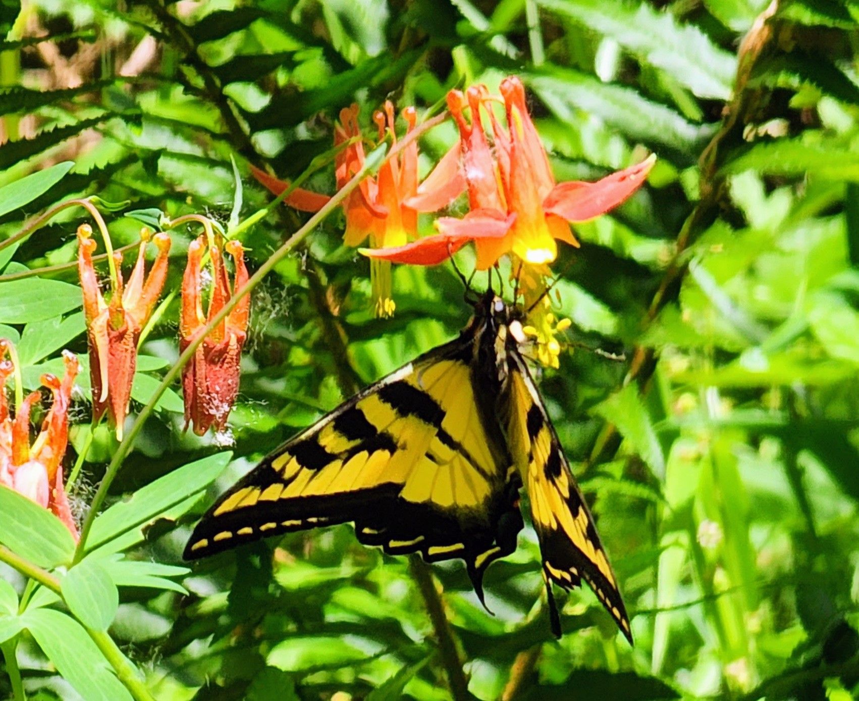 Butterfly on a leaf