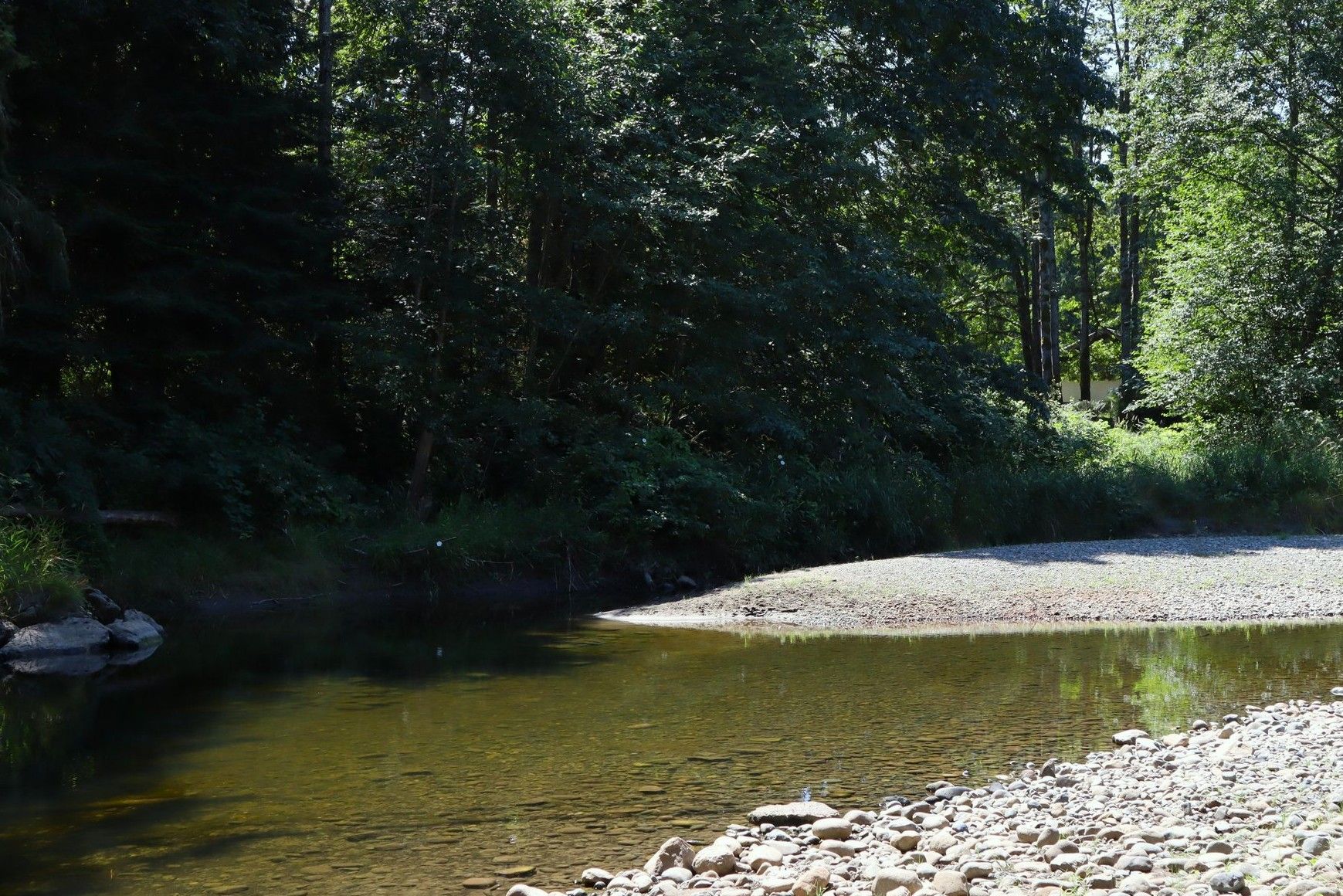 Clear creek flowing through a forested area with a rocky shoreline and sunlit trees.