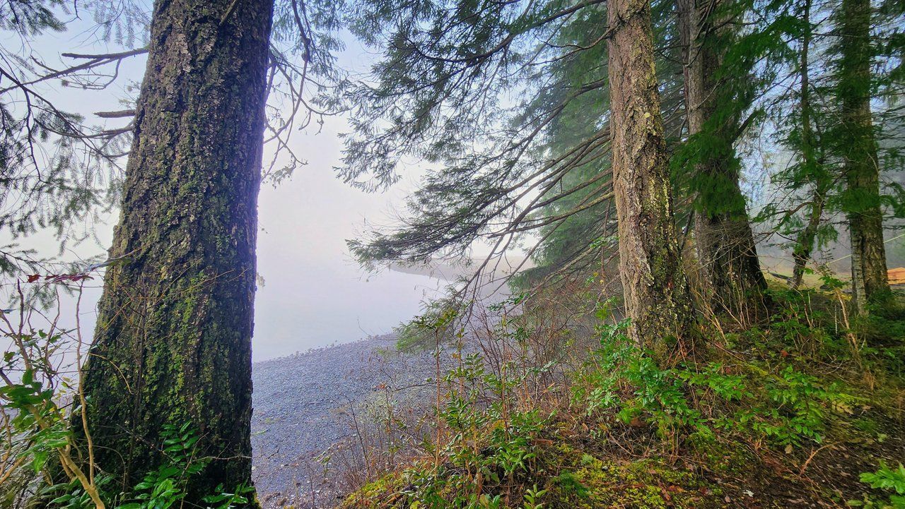Forest trees along a misty shoreline.