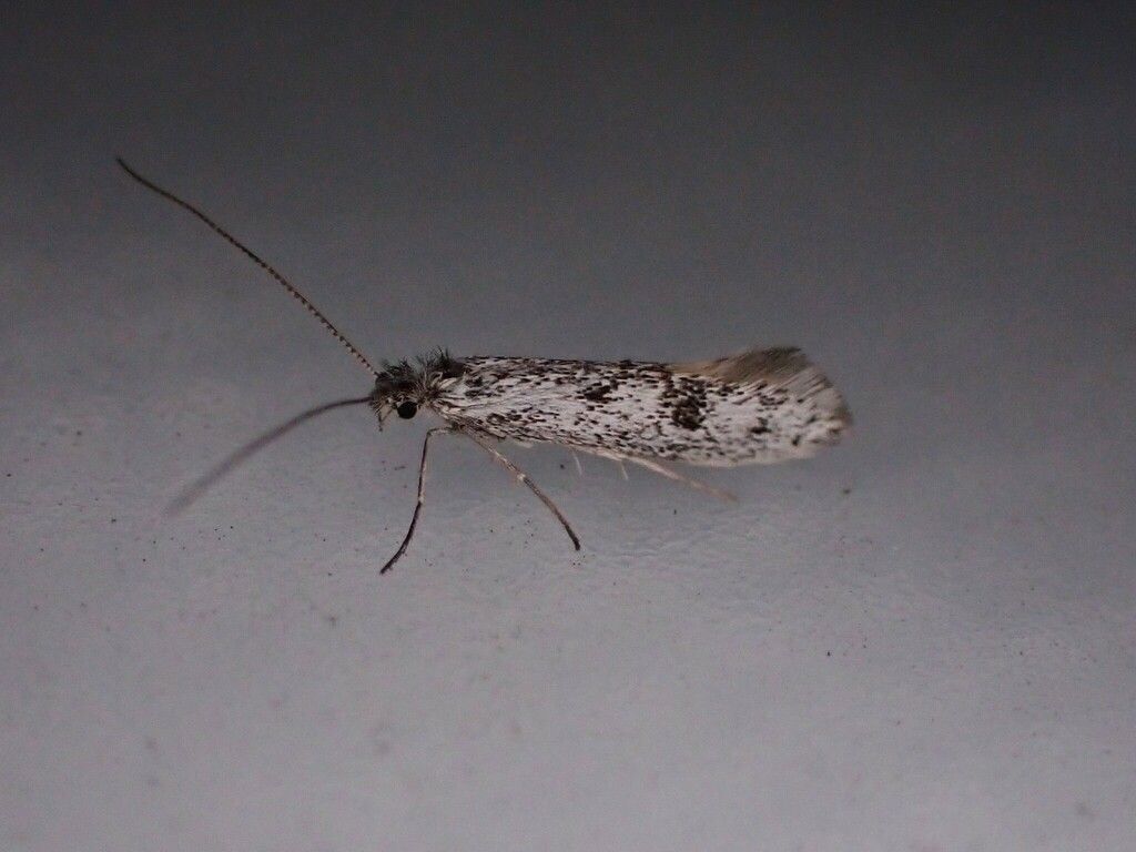 Moth