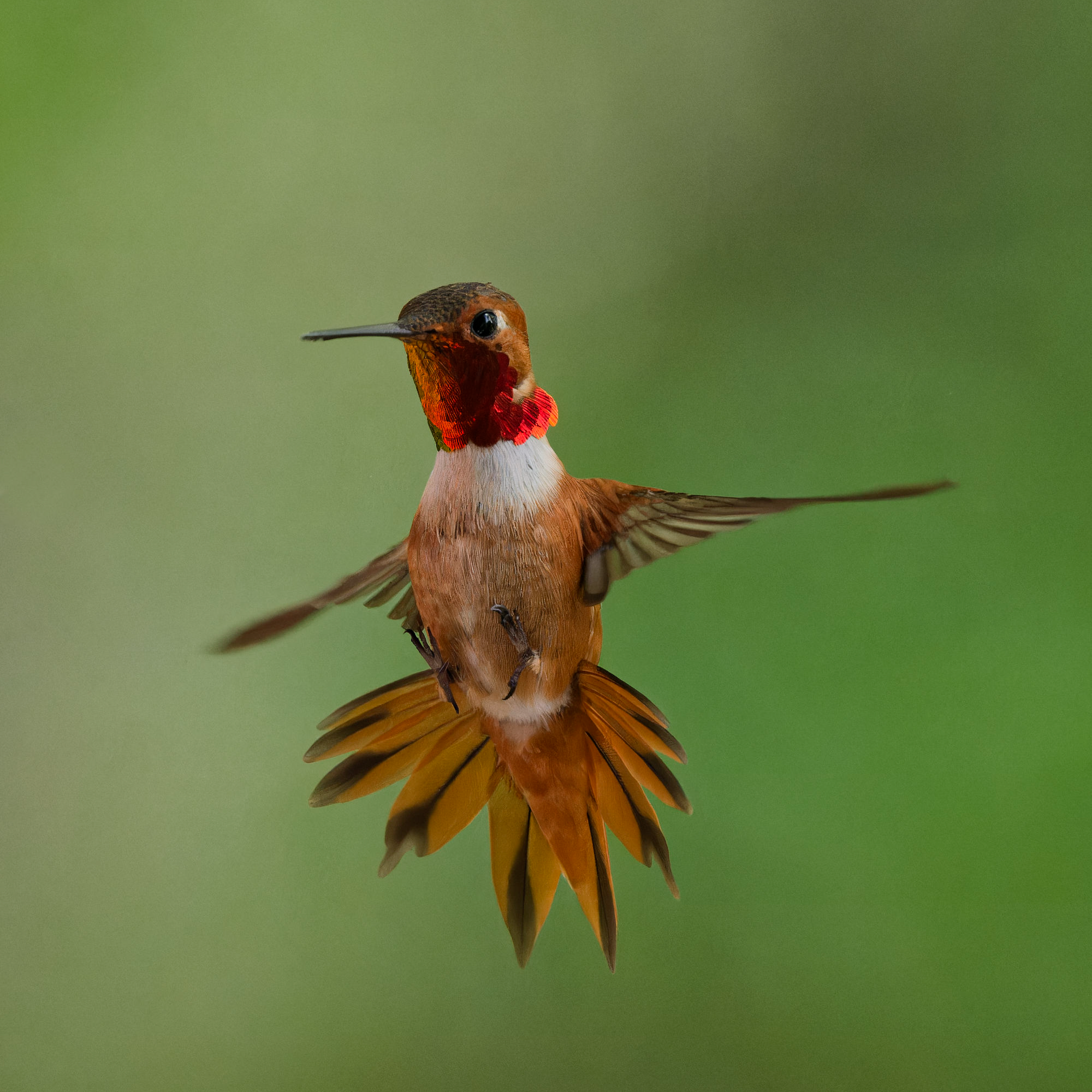Rufous hummingbird flying in air