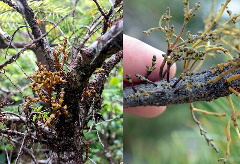 Photos: (Left) Jason Headley, hemlock dwarf-mistletoe in Kunxalas Conservancy; (right) Alison Northup, lodgepole pine dwarf-mistletoe in Jackman Flats Park