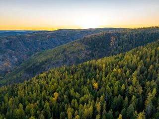 Trees in Myra-Bellevue Park