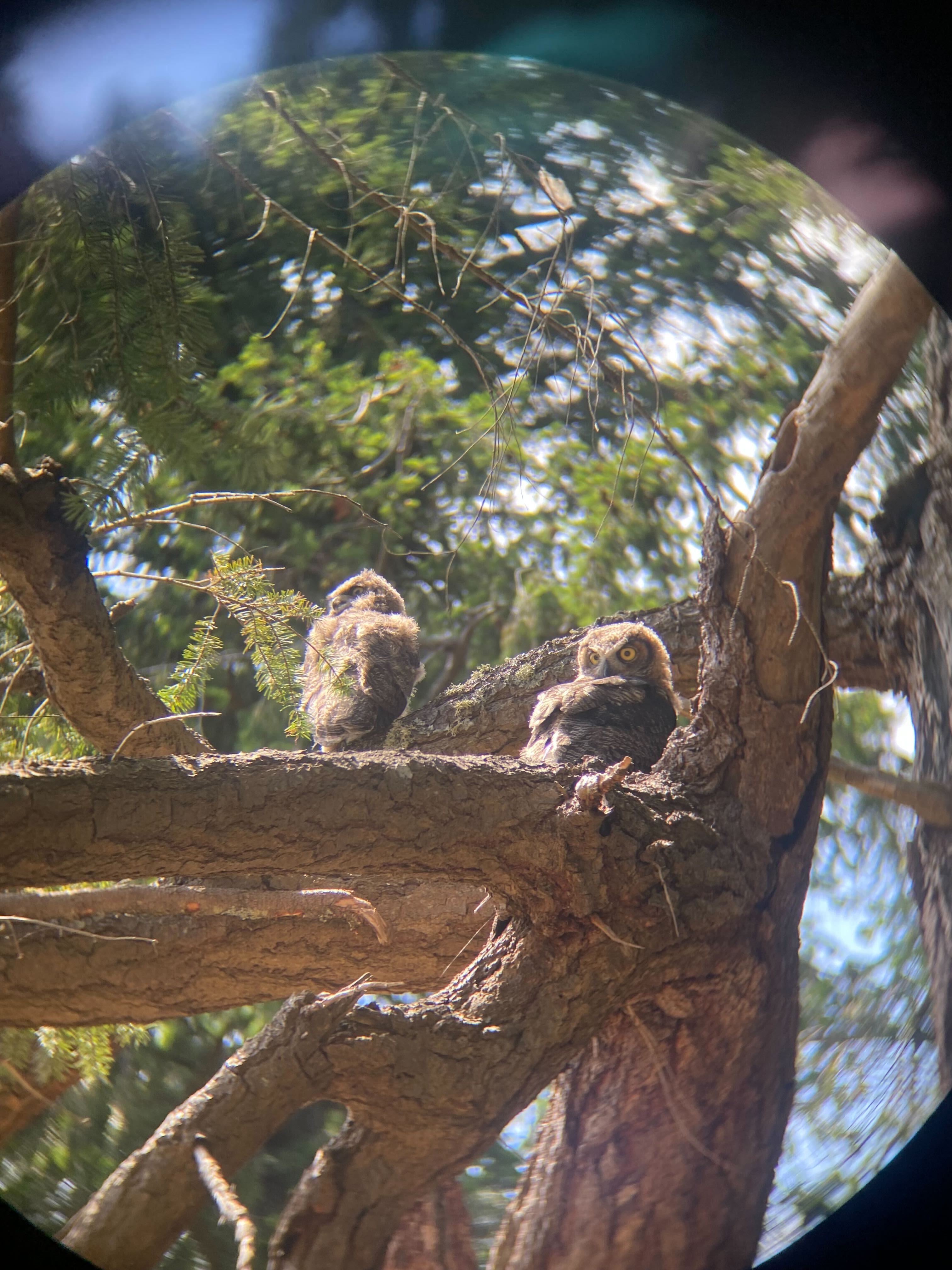 Two baby members of the family of great horned owls who moved into a tree beside the Rathtrevor Beach Nature House this summer. 