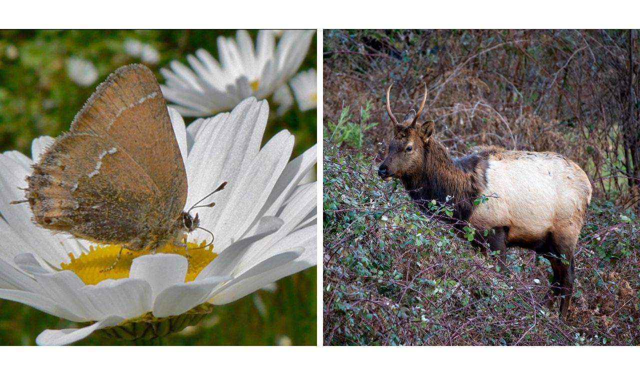 Butterfly and caribou
