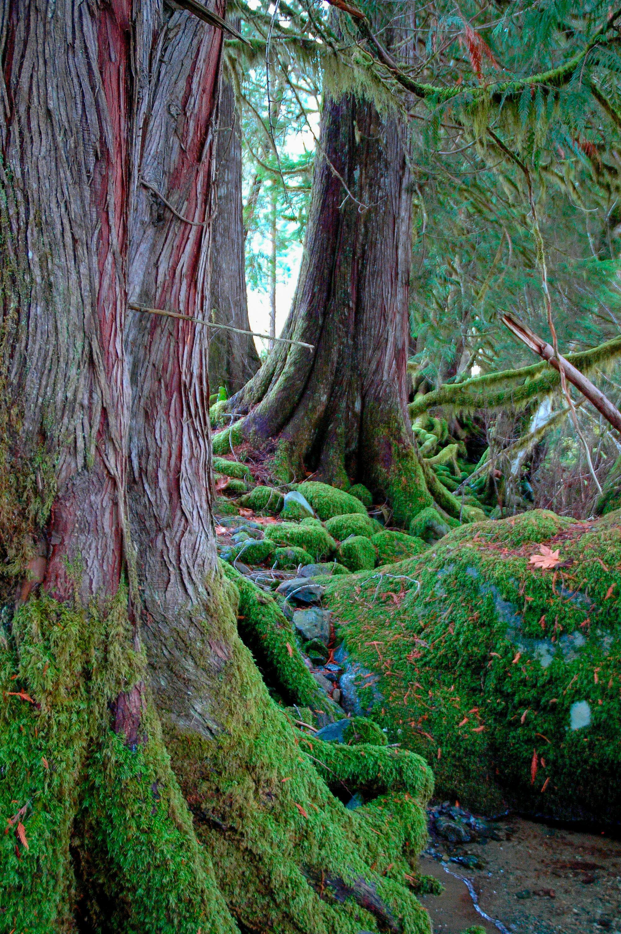 A culturally modified tree in Kanaka Bar, BC.