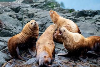 A group of harbour seals gather on a rocky shoreline