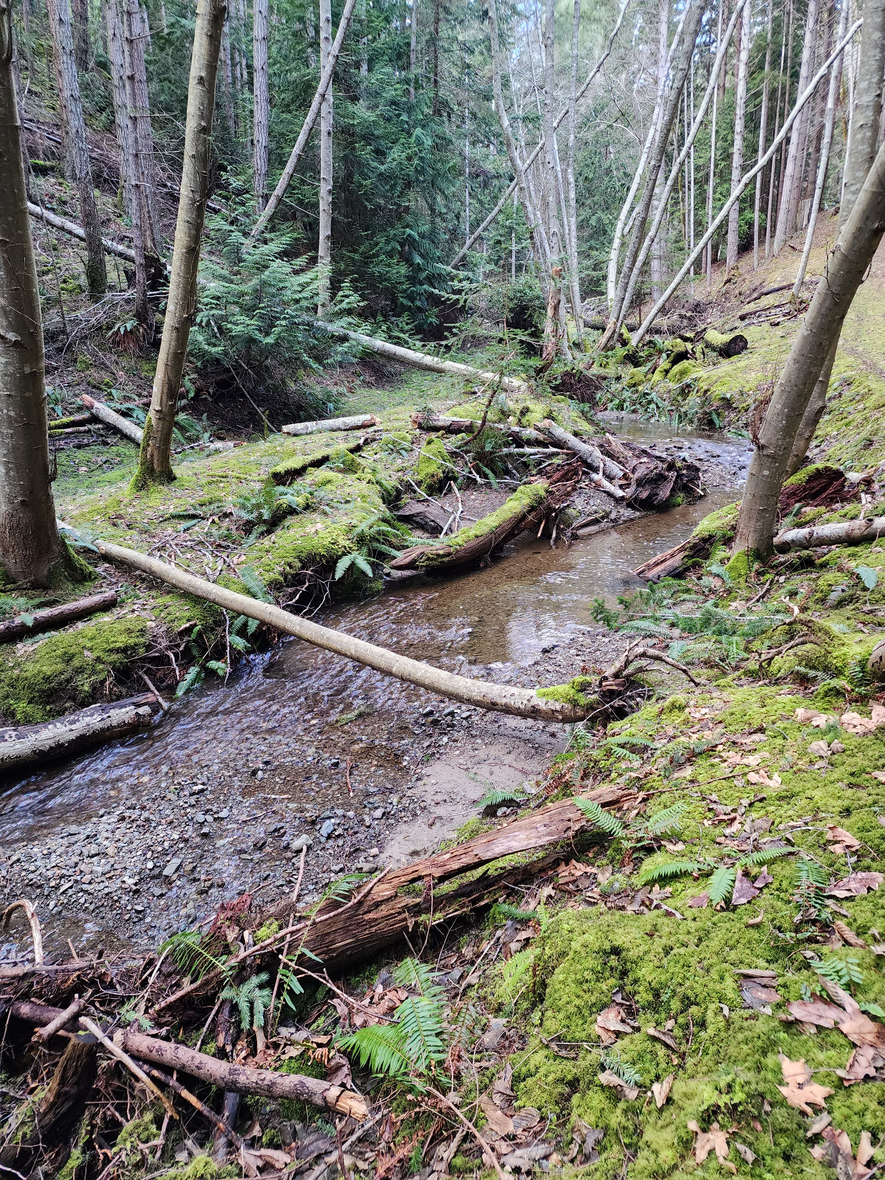 Trees and mossy grassland accompany a small stream