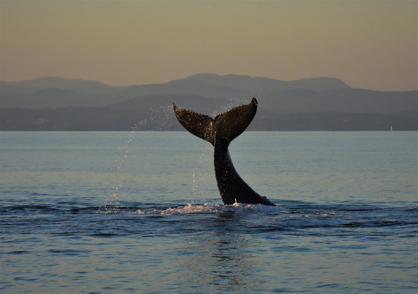 A whale's tale can be seen emerging from the ocean
