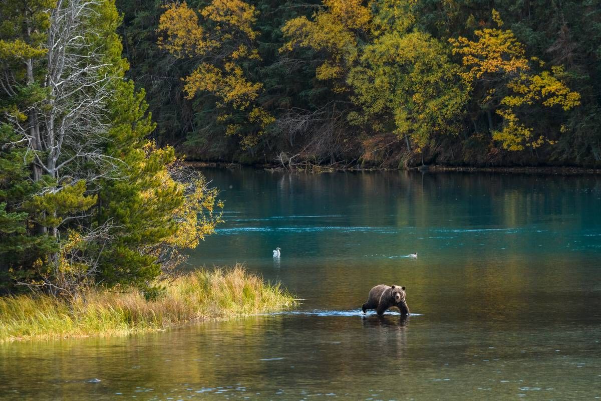 A grizzly bear attempts to cross a shallow river