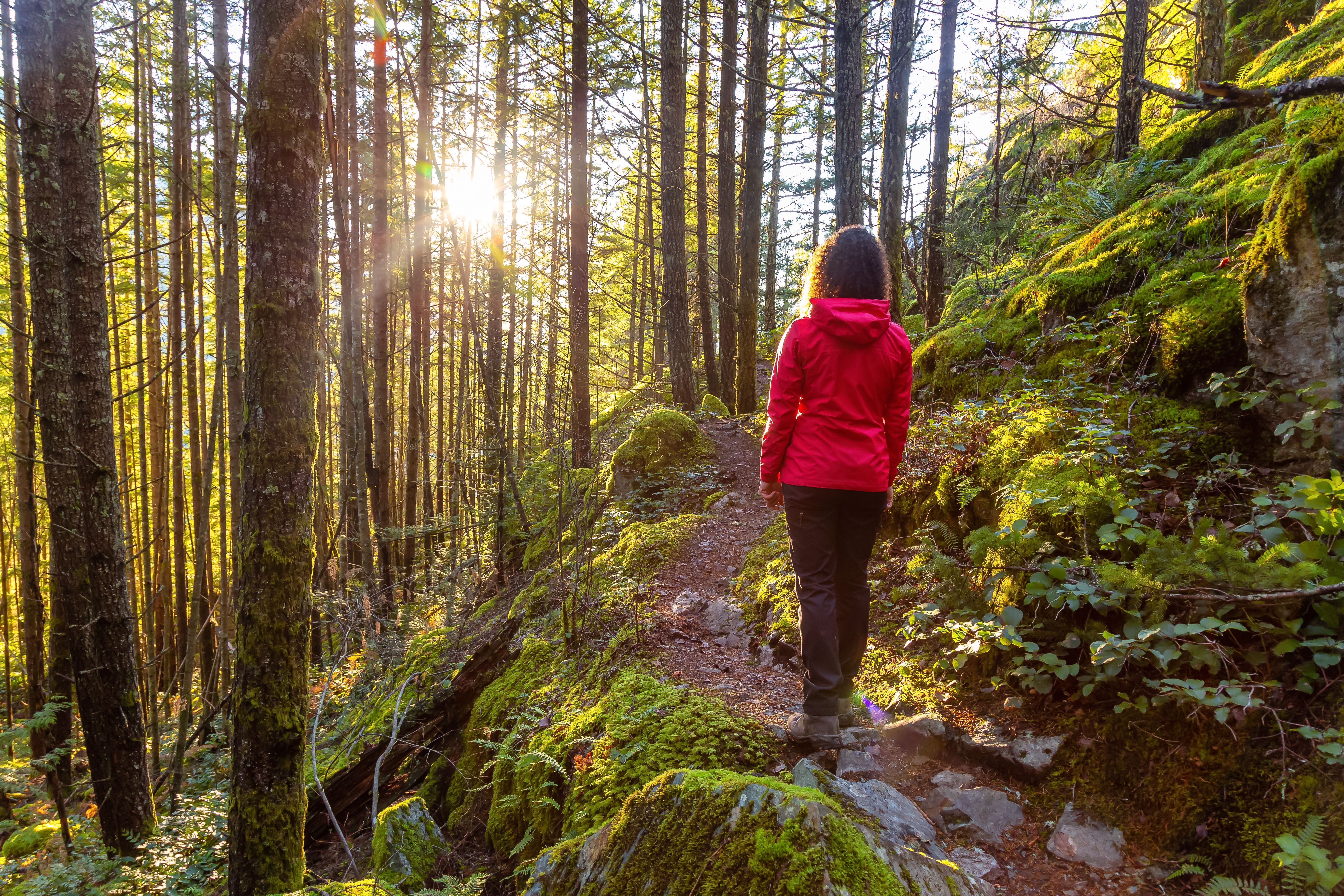 A person walks along a trail through a forest