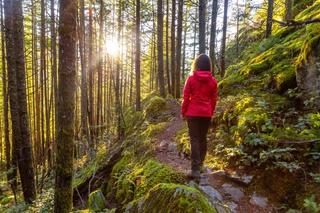 A person walks along a trail through a forest