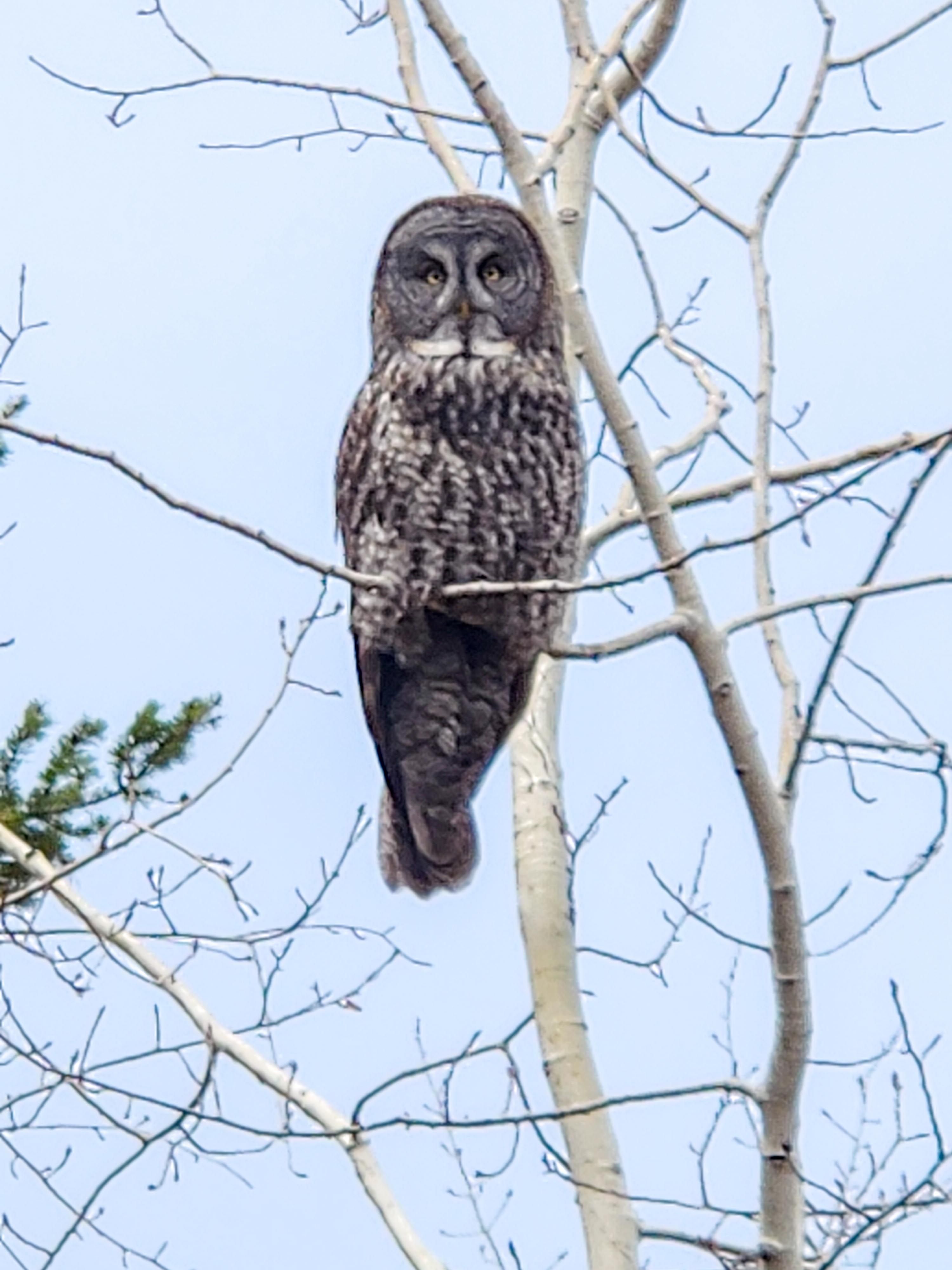 Great Grey Owl