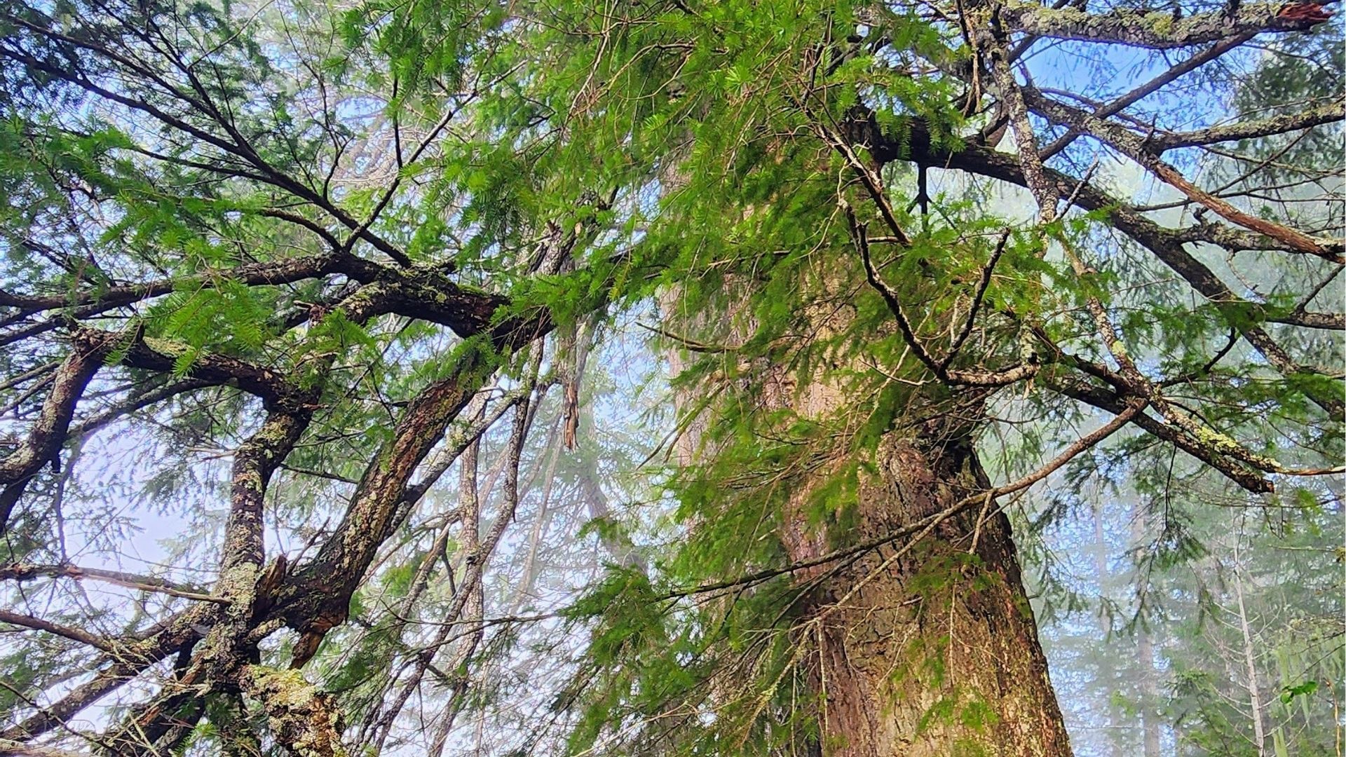An upward angle of a treeline 