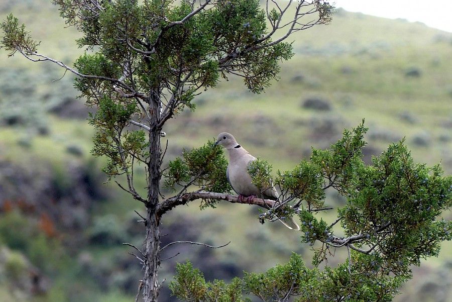 Eurasian collared-dove in Juniper Beach Provincial Park by Katie Kushneryk
