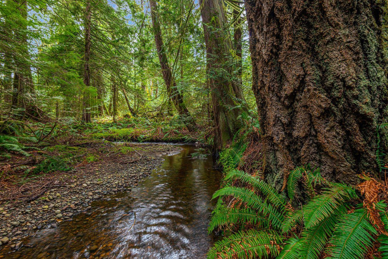 Forest stream winding past a large old-growth tree and ferns.