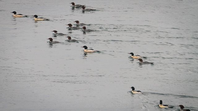 20 Common Mergansers floating on water, males and females strikingly different in colour