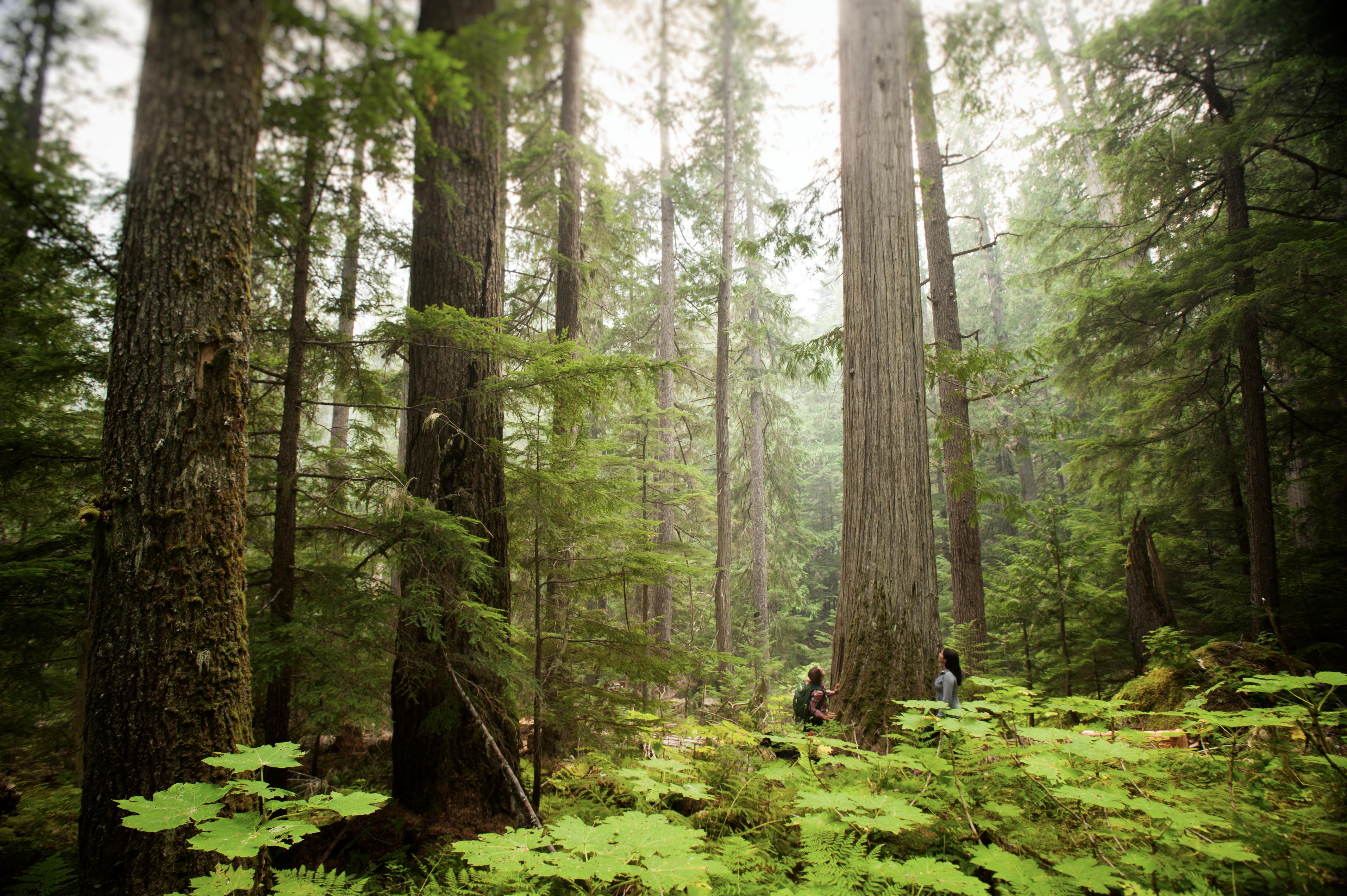 Two people inspect and admire a tall tree in a leafy forest