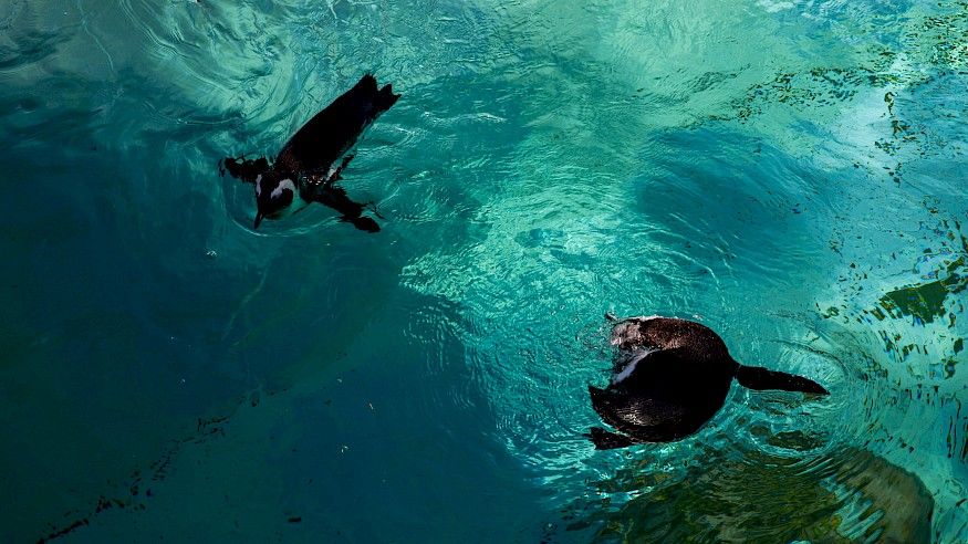 Animals in water