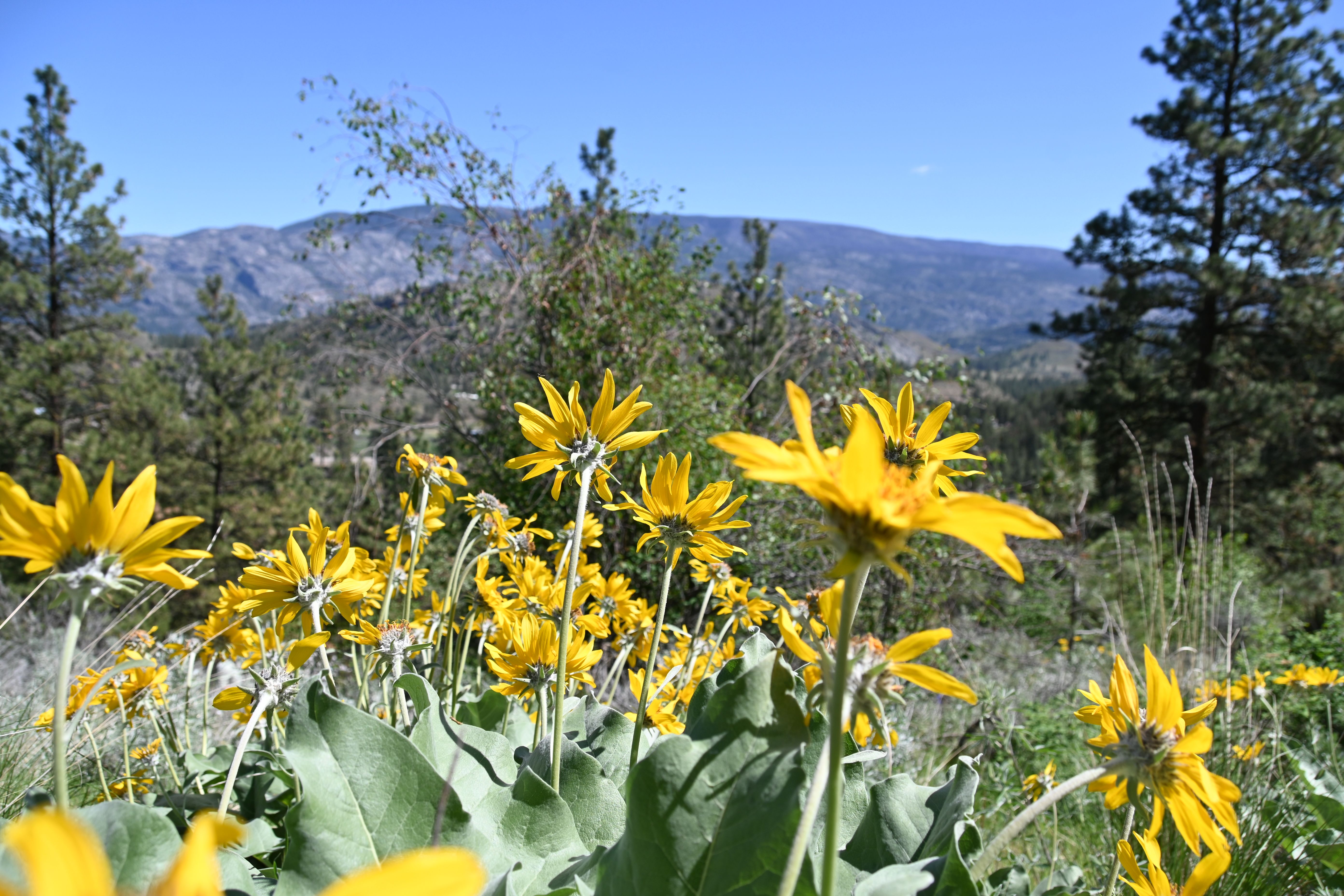 Yellow wildflowers in bloom with a forested hillside and mountains in the background.