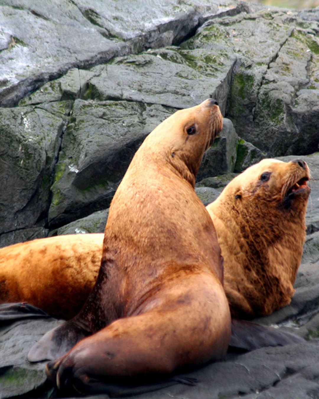 A group of harbour seals gather on a rocky shoreline