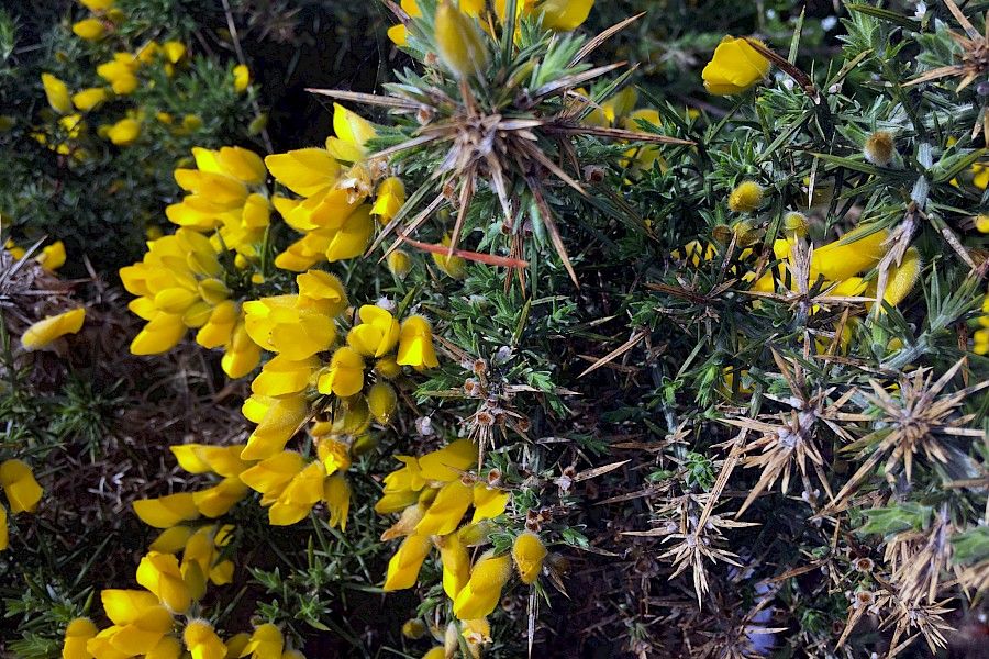 Gorse growing in Bellhouse Provincial Park by Jason Headley