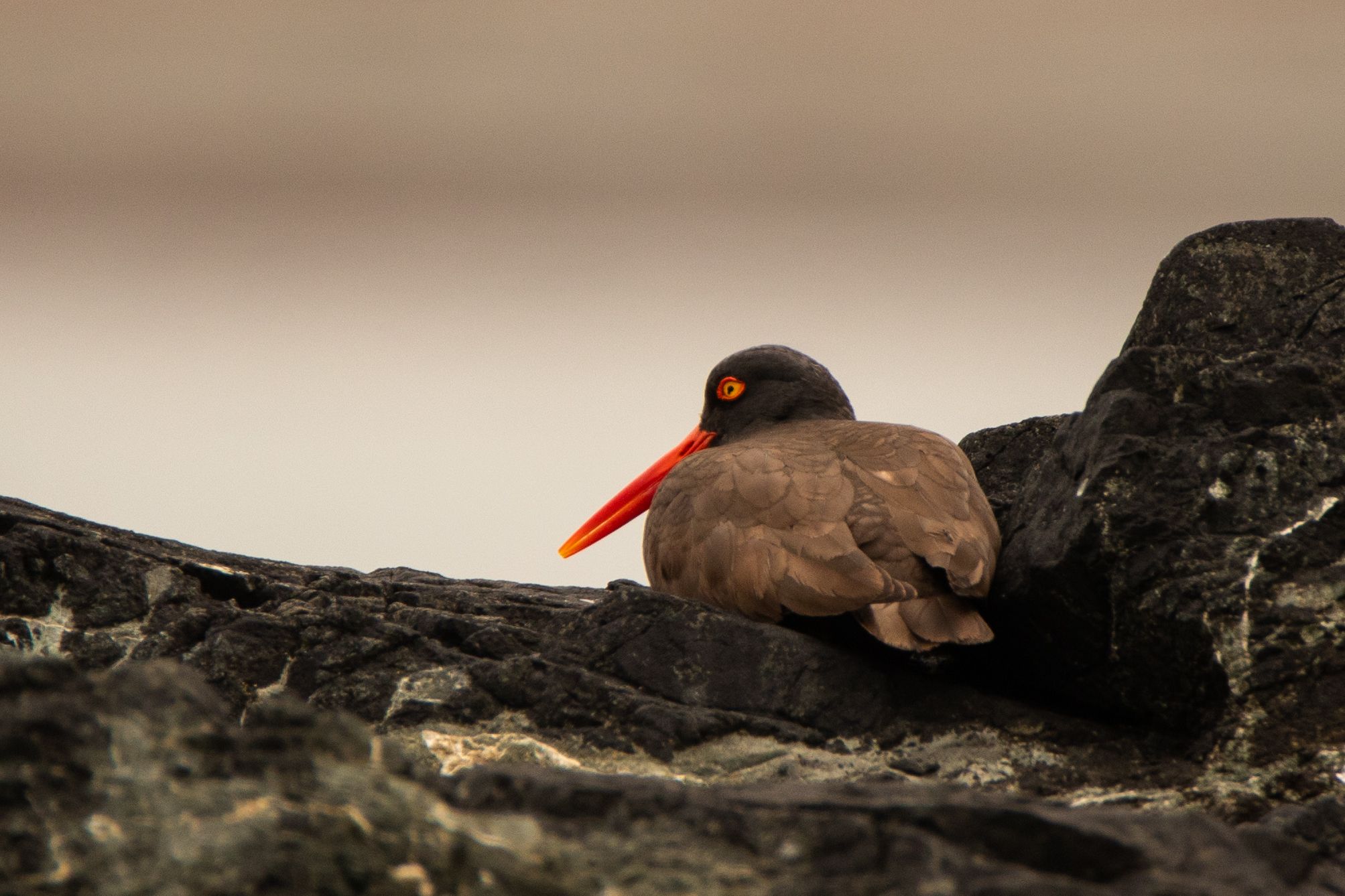 An oystercatcher nestles down on the rock face