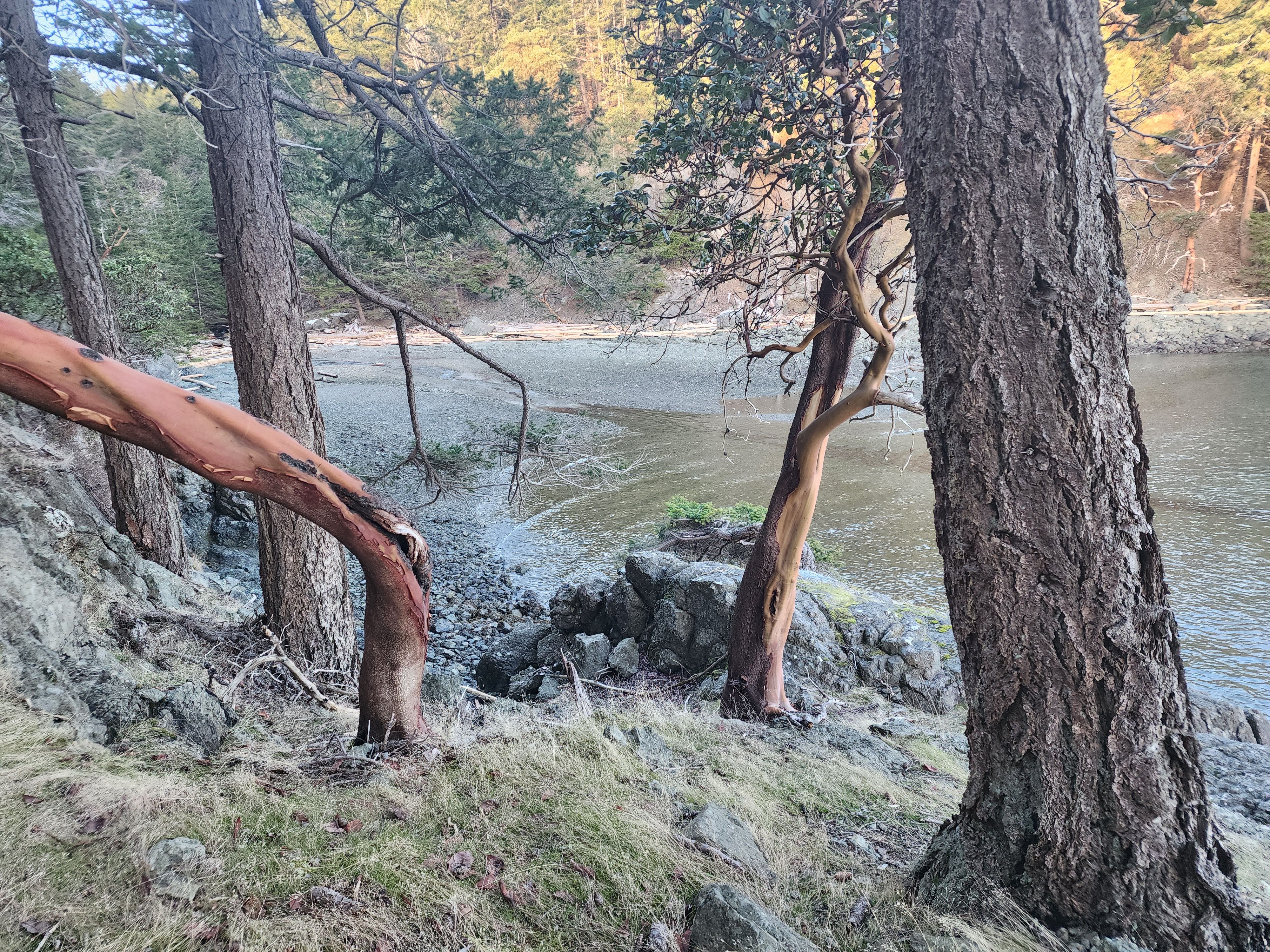 Trees line up along the water on Lasqueti Island
