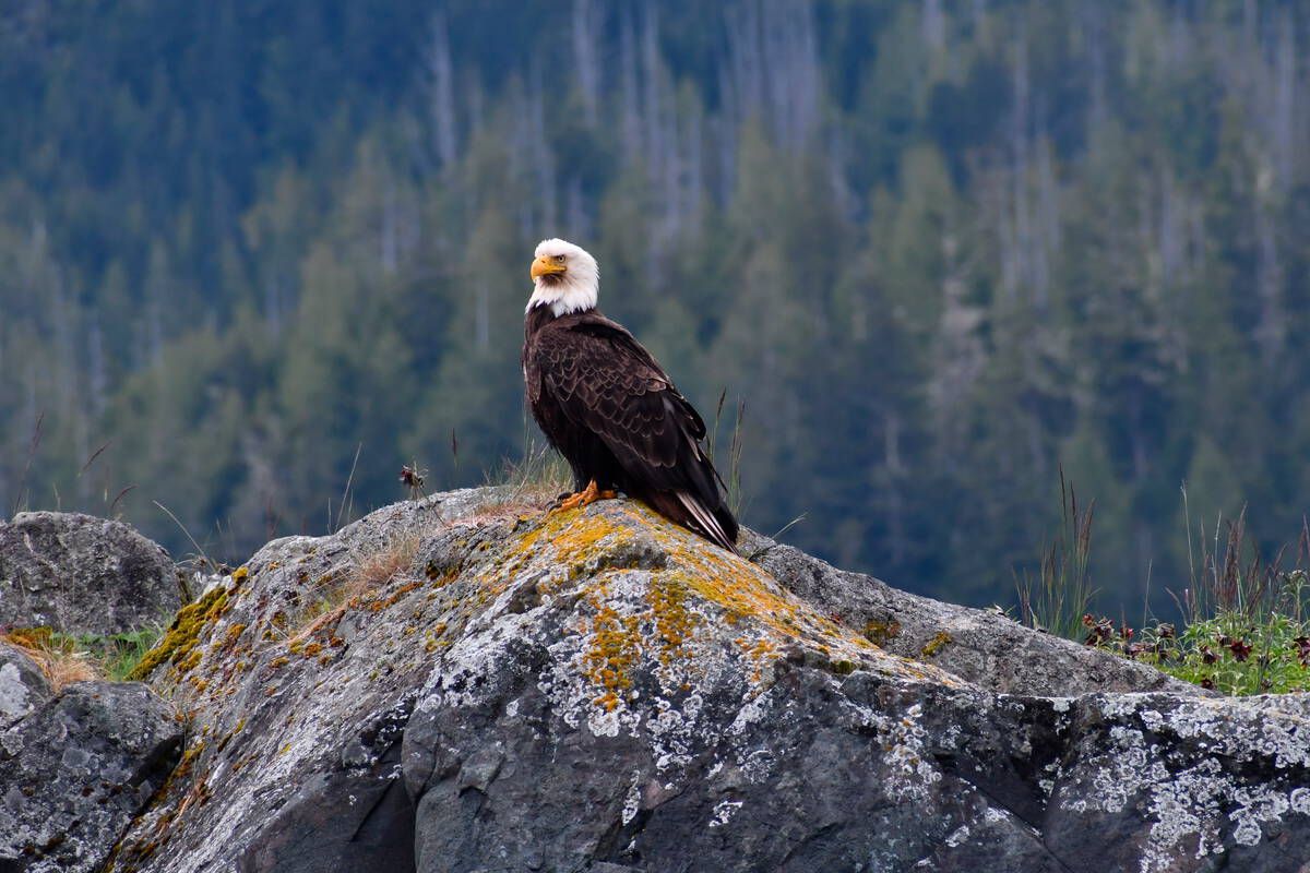 A bald eagle is perched on a large rock
