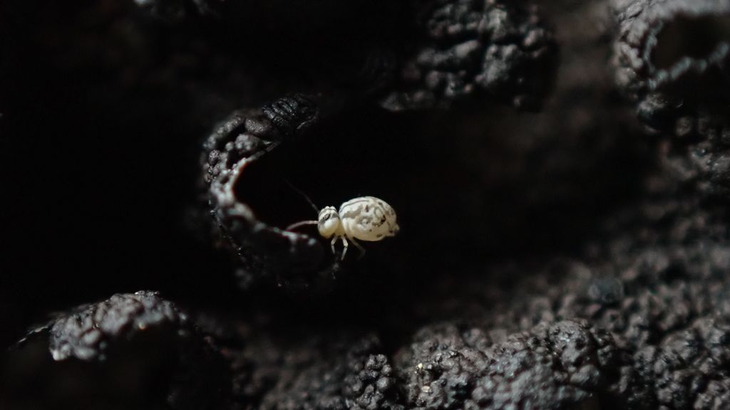 Undescribed Globular Springtail (Sminthurinus sp.)