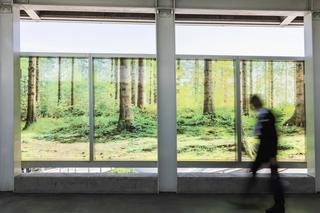 Traveller walks through forested walkway