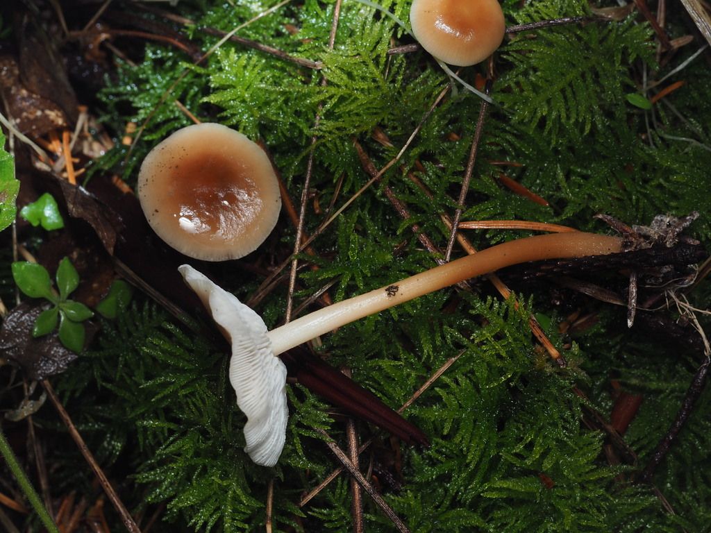 Mushrooms growing amongst ferny conditions