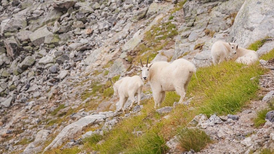 Sheep on hill