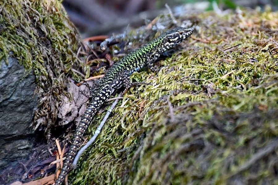 European wall lizard found in Gowlland Tod Provincial Park by Kelly Fretwell