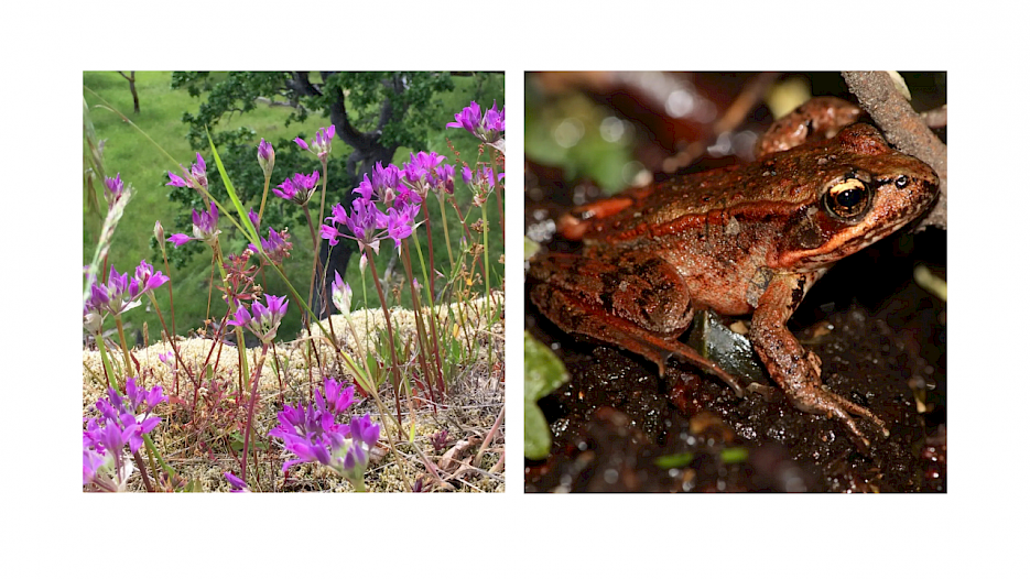 Flower and frog