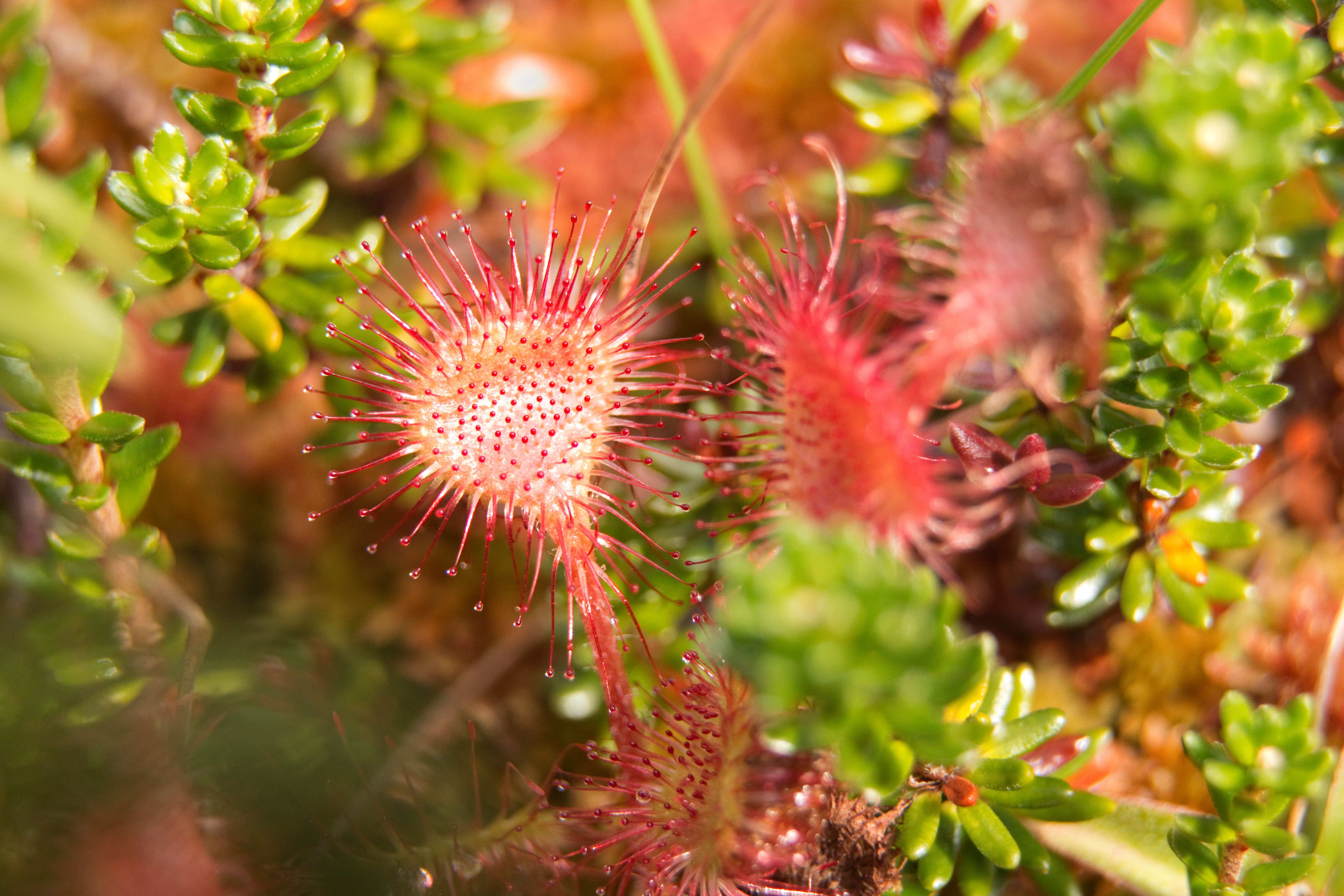 A closeup shot of bright pink and red flora