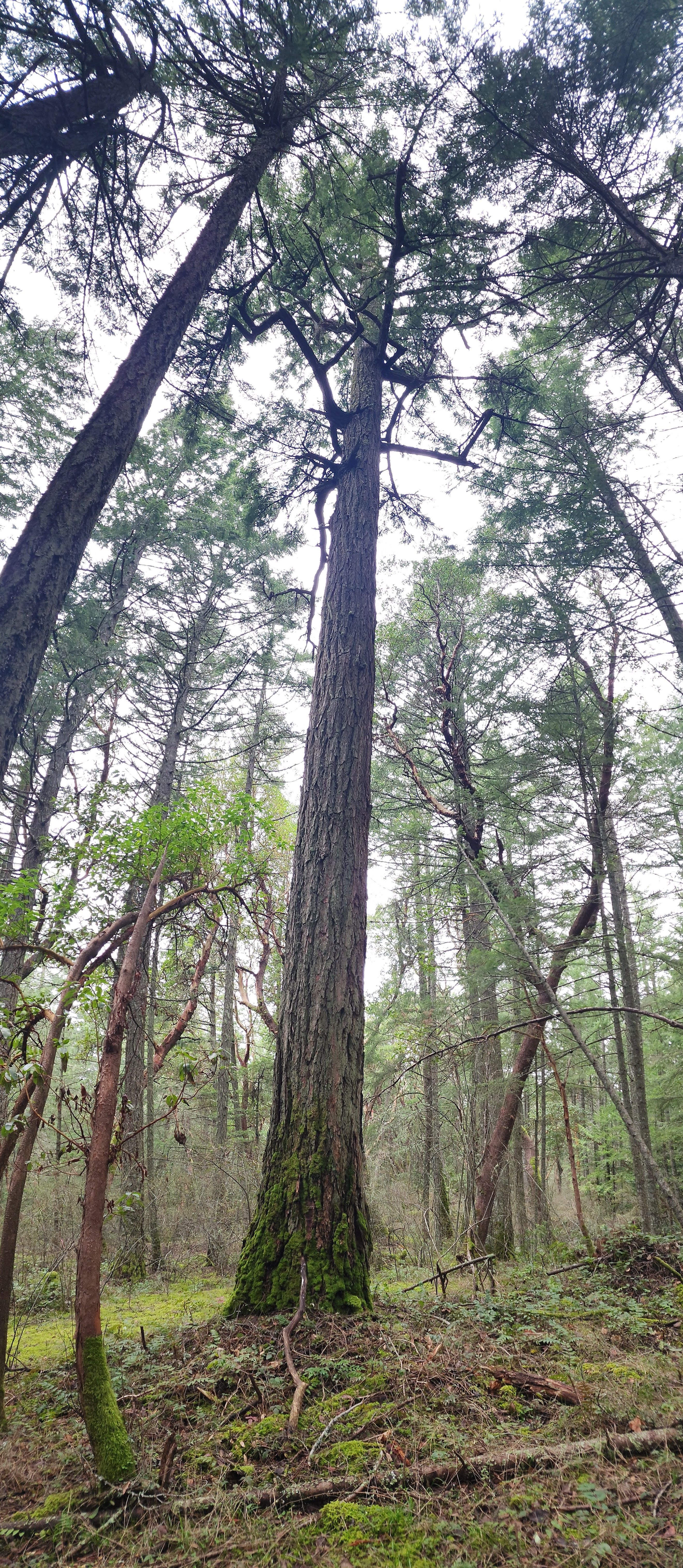 Looking up at a tall tree