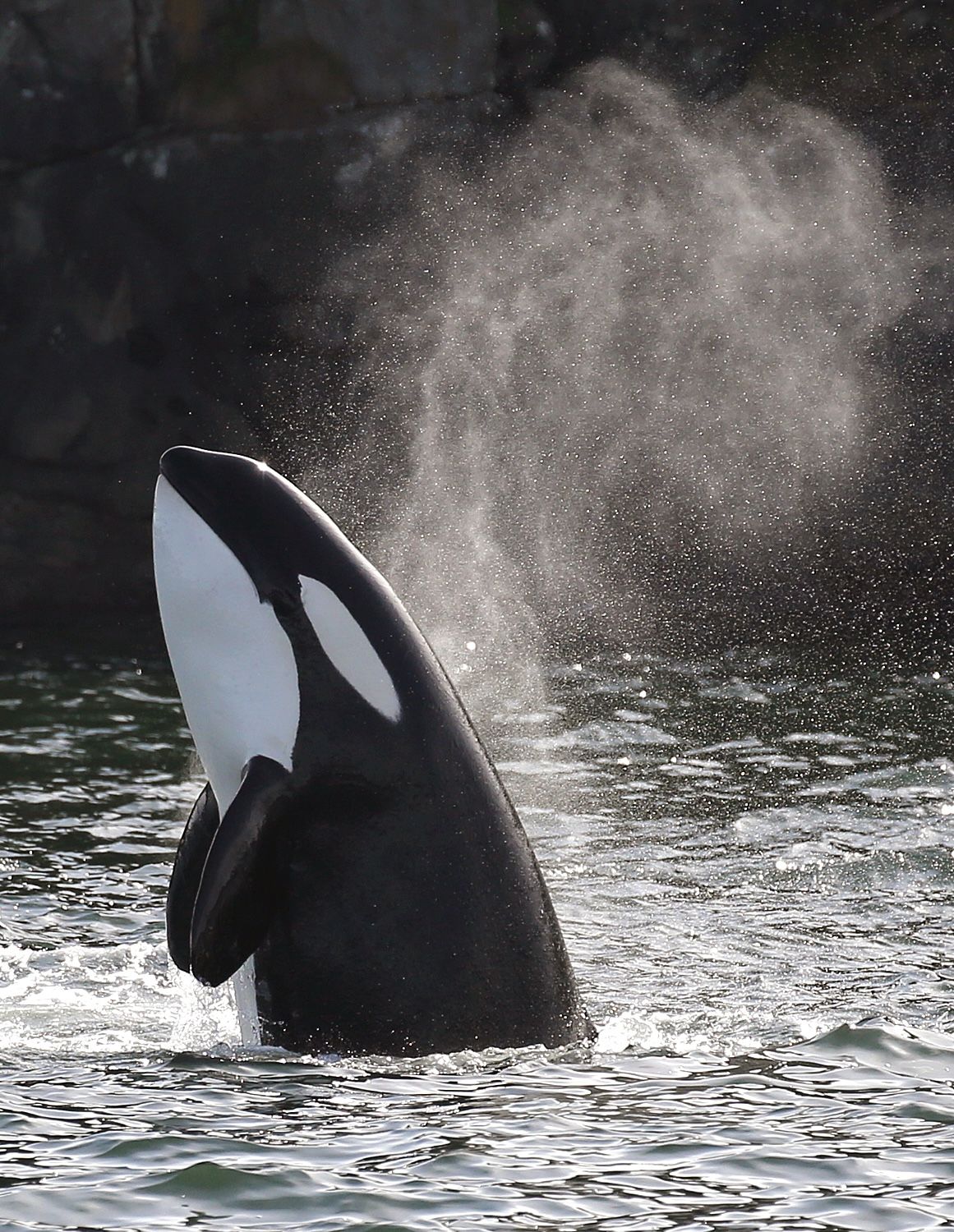 An orca lifting its head out of the water.