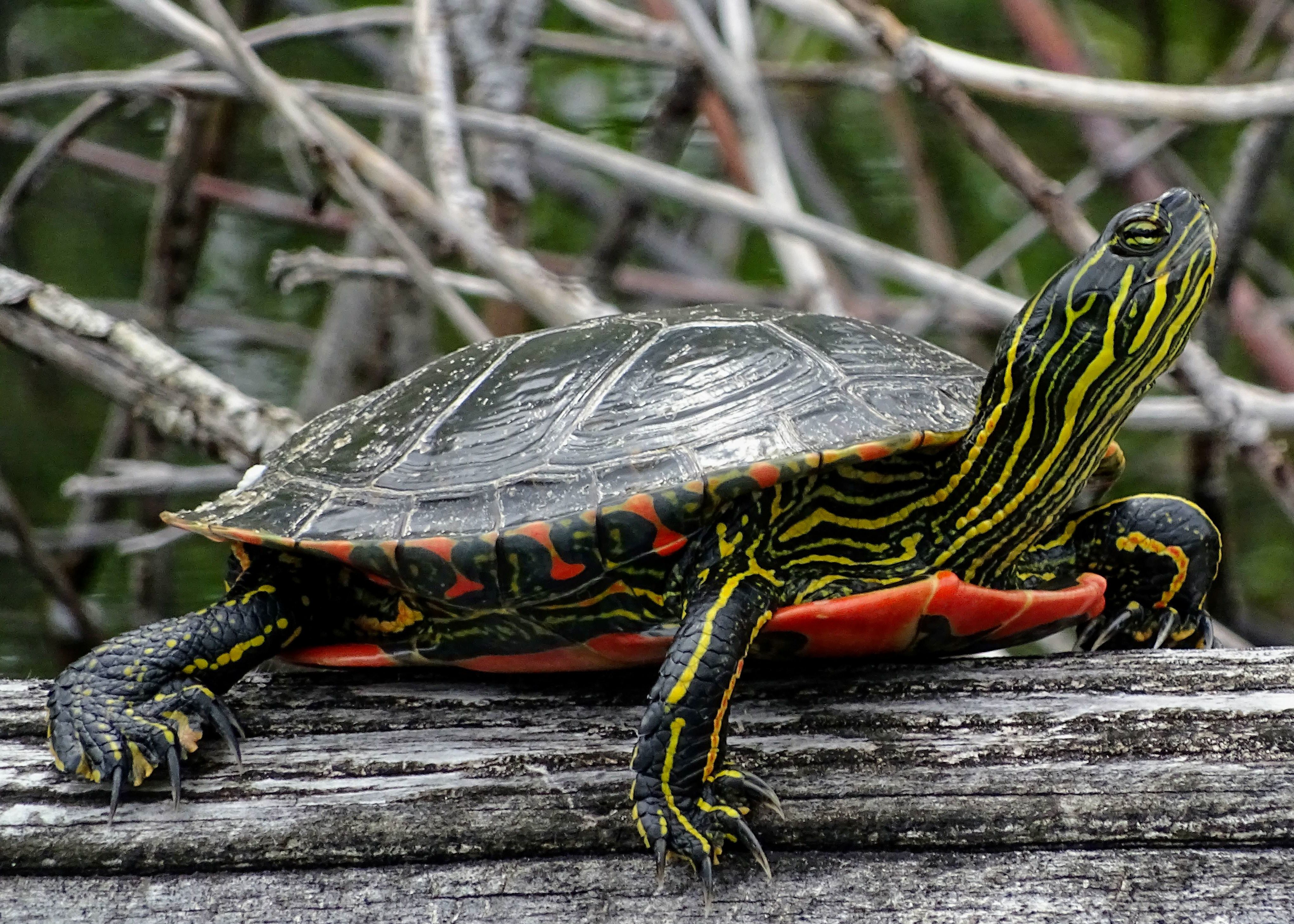 A Western Painted turtle sits on a log