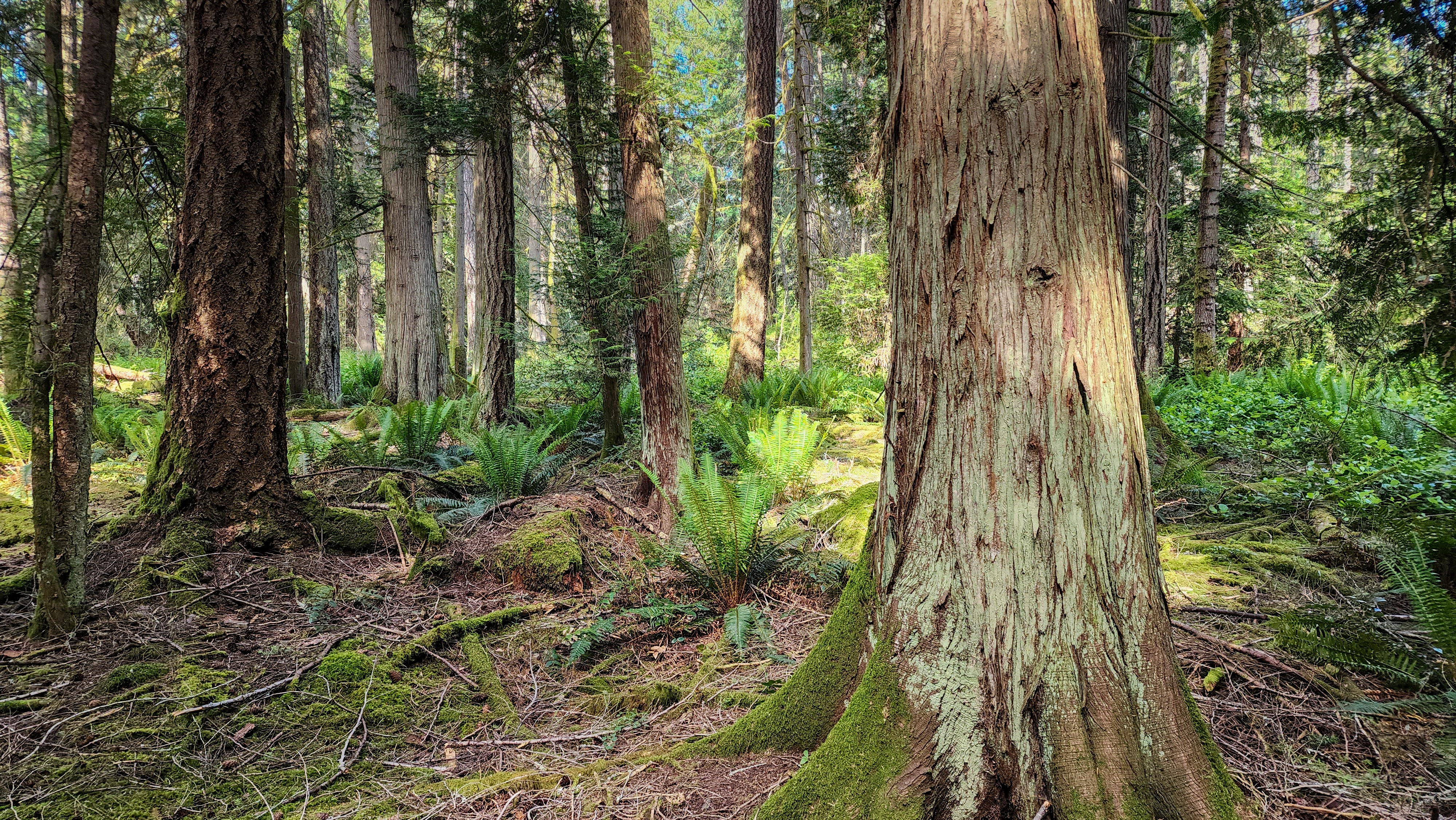 Cedar trees in a forest setting